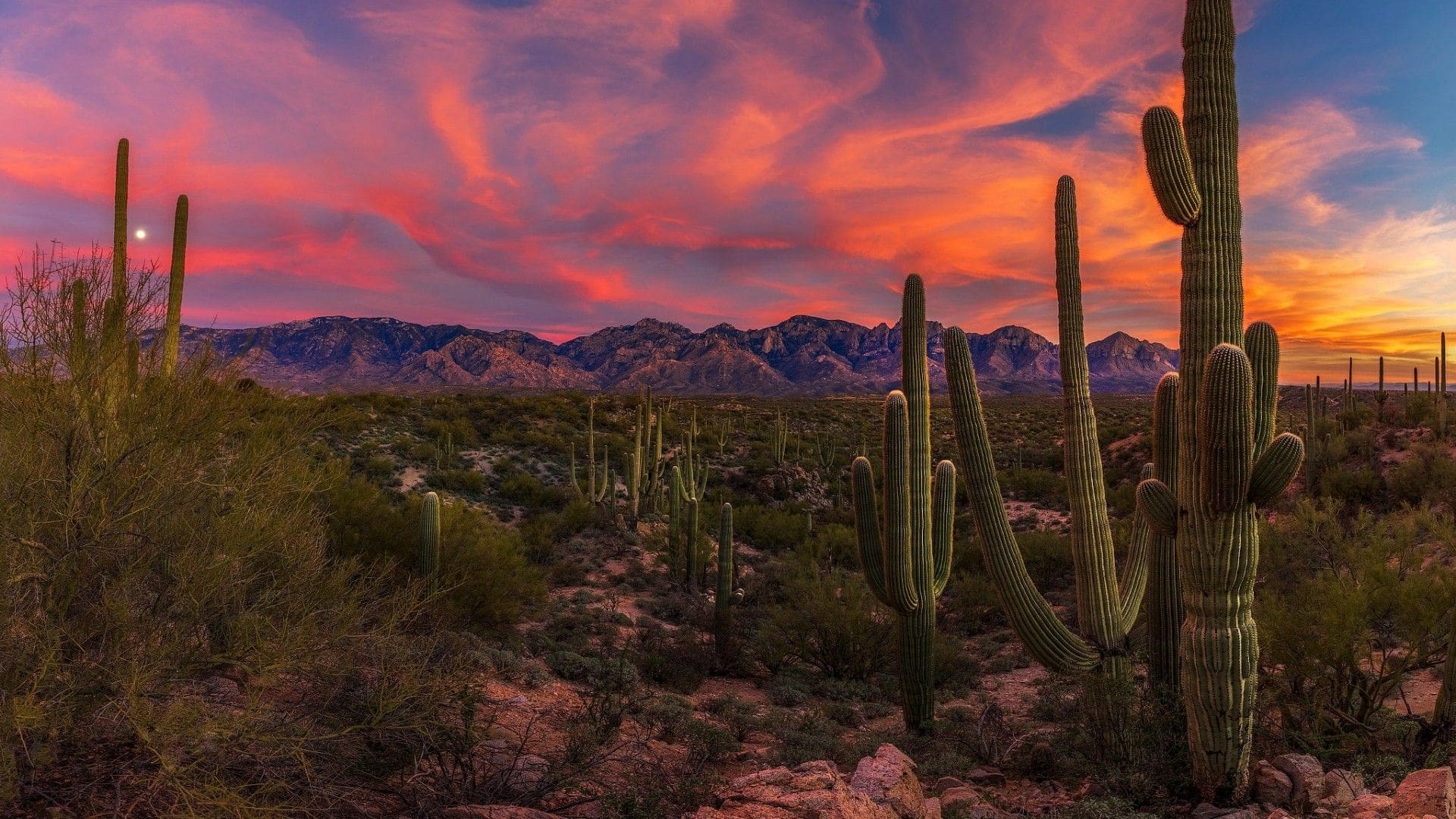 Sunset over a desert landscape with cacti.